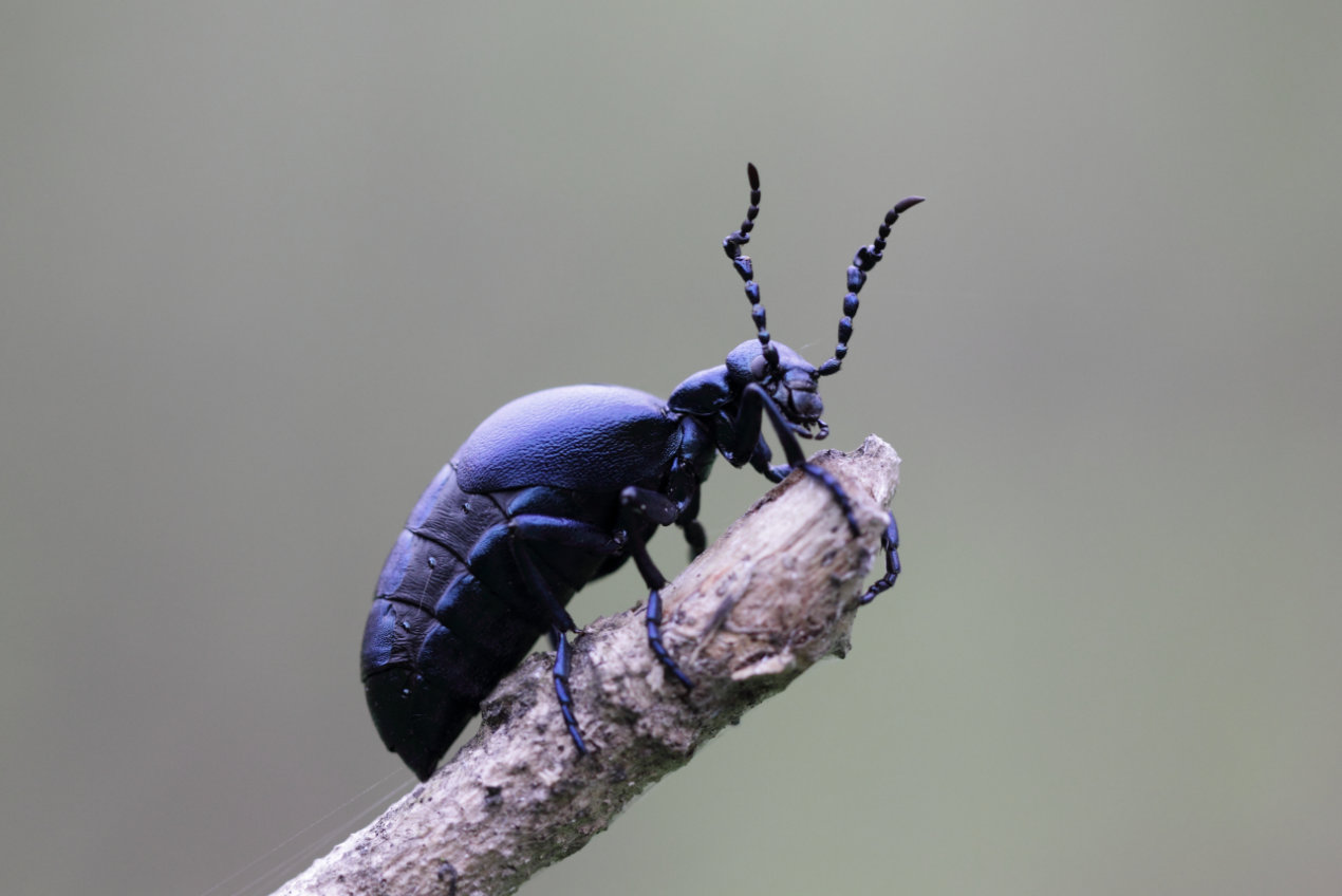 Insekt des Jahres Deutschland summt!